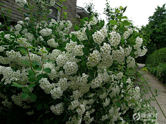 莔冲鱼采集到D生物——植物