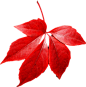 red autumn PNG leaf