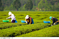 自然景致-采茶的茶农