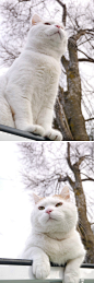 篮子猫-猫叔2013.03.31 さくらのきのした樱花树下（樱花树下，不见不散！叔等你！）[ 2013/03/31 12:00 ] お外で