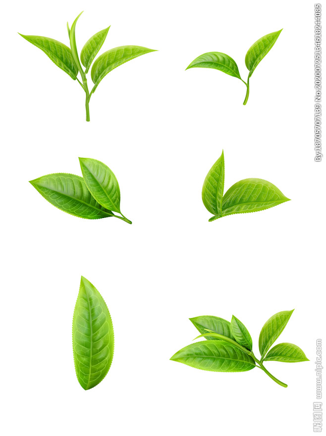 矢量手绘新鲜叶子写实绿色茶叶