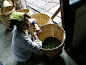 Cueilleuse de thé de Darjeeling| Darjeeling tea picker by Camellia-Sinensis, via Flickr