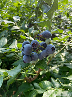 Hupper采集到美食