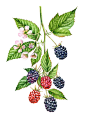 Watercolor labels for Heritage : Hand painted watercolor illustrations of fruits, berries, vegetables and other plants for labels, interior and exterior surfaces by Kateryna Savchenko