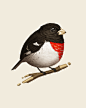 RoseBreastedGrosbeak_promoSHOP.jpg (600×750)