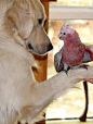 The Dog & the pink bird
