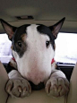 #English #Bull #Terrier