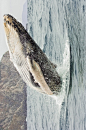 Humpback Whale breaching by Carlos Cuenca Solana