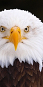 Eagle.... this is my all time Favorite pin for our American Bald Eagle!!!! It is just such a majestic bird and this is such a fabulous close up!!!!!