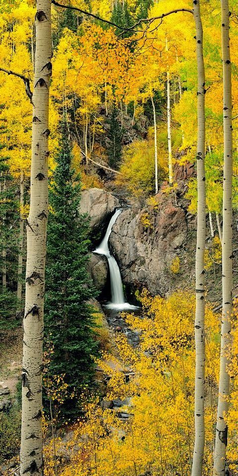 秋天的颜色，黄溪瀑布，科罗拉多州
Fal...