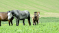 草地上的温血母马和马驹