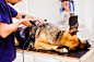 Veterinarian shaving German Shepherd dog before treatment by Jozef Polc on 500px