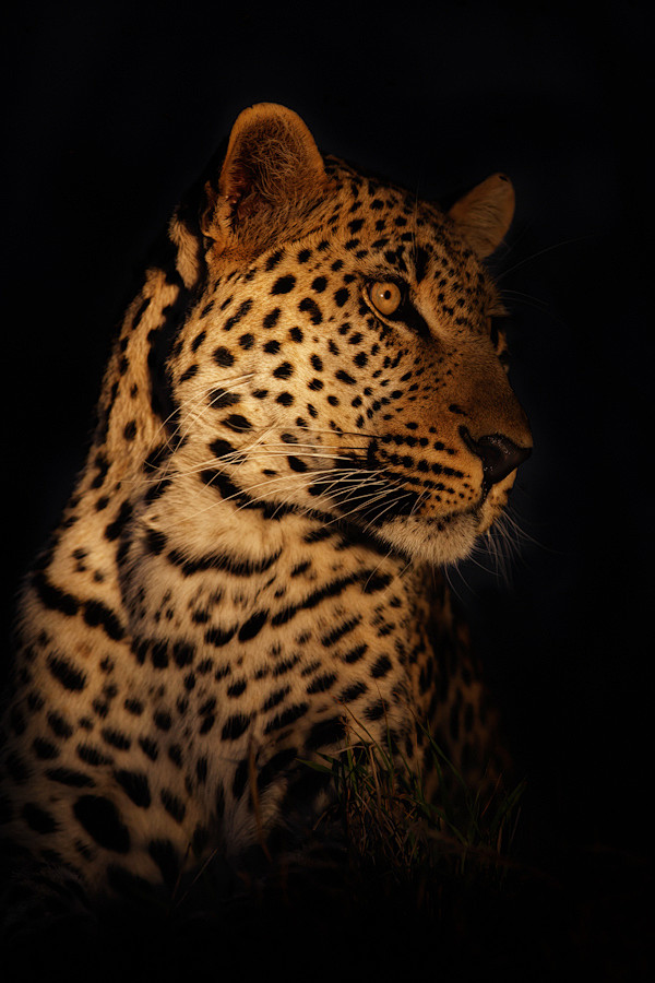 Photograph Leopard i...