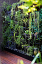 Industrial-style urban courtyard:This green wall, located on the deck level of the courtyard, consists of a steel box frame with hand-thrown pots perched inside. Plants include varieties of mistletoe cactus (*Rhipsalis*) and string of pearls (*Senecio*).: