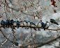 。加拿大著名摄影师，在飘着雪的冬日里，无意间看到了24只燕子在一棵树的同一根树枝上连成一条直线站立取暖。这样的画面实在让人忍俊不禁