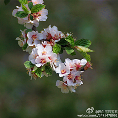 十四公主~采集到梅花