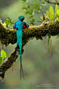 
Resplendent Quetzal in its natural habitat by Juan Carlos Vindas http://ift.tt/Pg3NYF