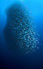 earthandanimals:

Sardines
Photo by Andrew