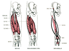 Jonathan-Wu采集到Anatomy