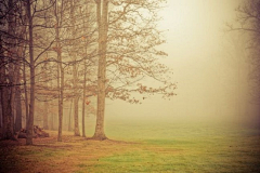 寒山雾采集到风景-森林