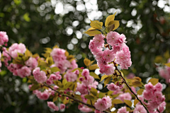 请叫我花仙zi采集到花好月圆