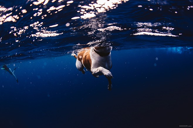 几只狗一群海豚的水下摄影-夏威夷大岛 