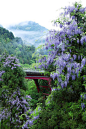 Wisteria Bridge，Kitayama, Kyoto, Japan