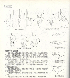 Ni懂否采集到人体结构-造型基础