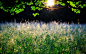 General 2560x1600 photography nature field plants branch leaves depth of field