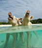 Feral pigs wait for a handout in the turquoise waters of Big Major Cay in the Bahamas. - by Travis Rowan