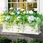 Spring Serenity Window Box Filler