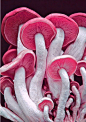 pink white mushrooms | Pink
