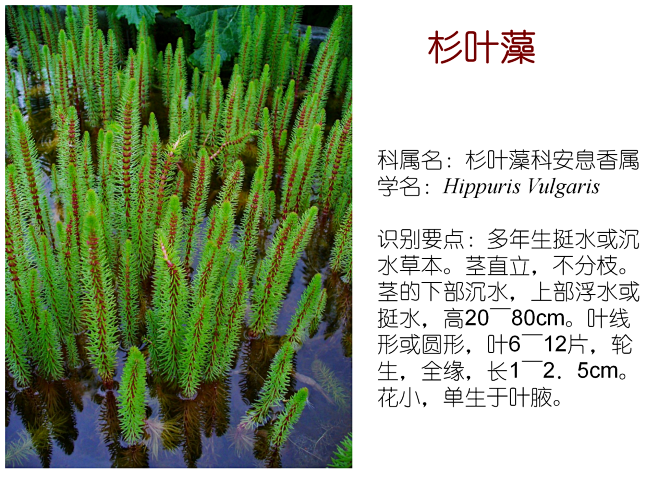 常见水生植物_73