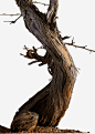 木头枯树树枝高清素材 木头 枯树 树枝 免抠png 设计图片 免费下载