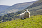 羊, 夏天, 景观, 自然, 草甸, 草, 绿色, 羊毛, 牧场, 动物, 农村, 农业, 羊群, 农场