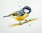Watercolor Birds : Watercolor Birds