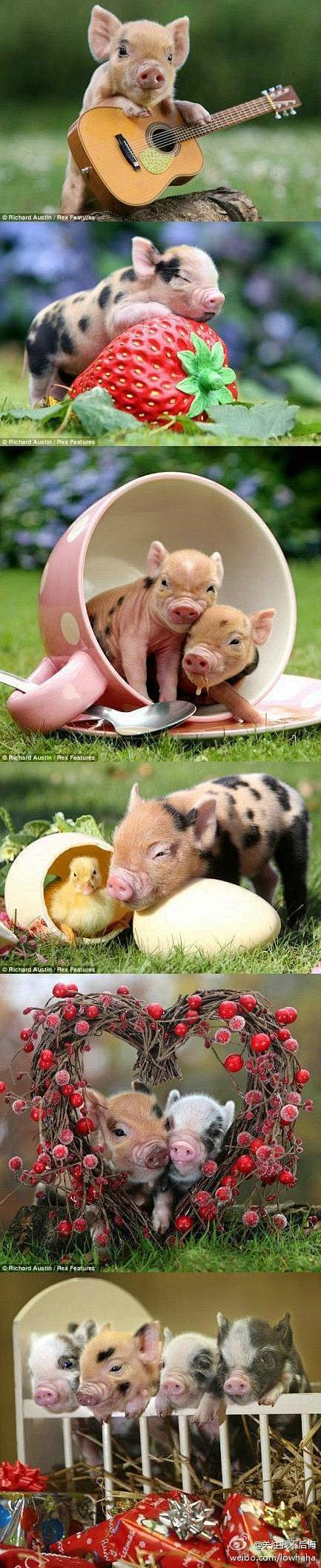 【可爱的小猪崽】在英国德文郡的一个农场上...