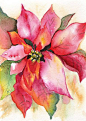 Poinsettia