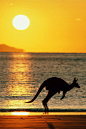 晨跑的袋鼠 Kangaroo