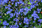花草 平铺图案素材 小紫花 颜色相间 纹理肌理 一片片 背景图案 植物 上海植物园 春天花园 花卉展 摄影－植物 摄影 生物世界 花草