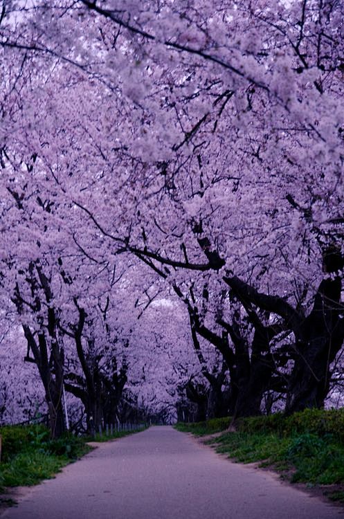 Cherry Blossom Lane,...