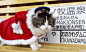 日本福岛县1岁小猫正式成为温泉站站长_网易新闻