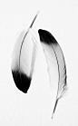 Feathers. Black and White. www.tradescantandson.com