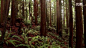 擎天巨木红杉林—在线播放—优酷网，视频高清在线观看 #摄影# #国外# #自然#