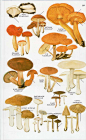 《蘑菇图鉴》。