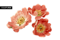 花朵3.png