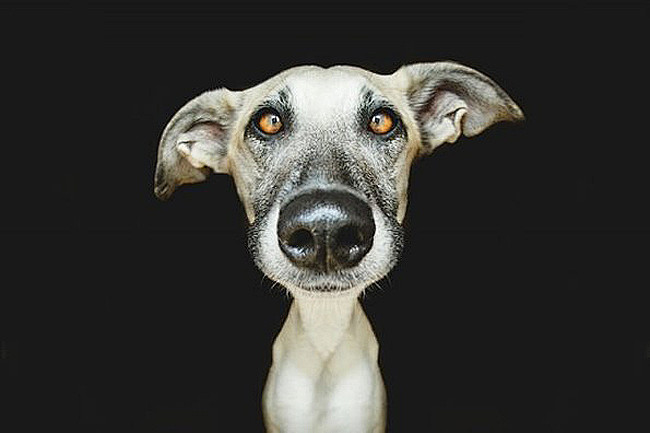 Elke Vogelsang 的摄影作品