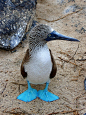 蓝脚鲣鸟，加拉帕戈斯群岛