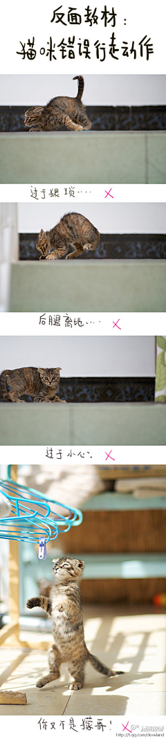 读别人的故事采集到猫猫狗狗