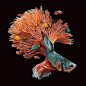 鱼与珊瑚美轮美奂。艺术家：Lisa Ericson。 ​​​​